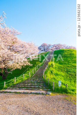 丸墓山古墳の桜（さきたま古墳公園） 123682102