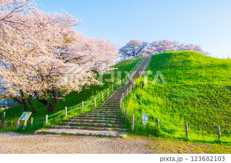 丸墓山古墳の桜（さきたま古墳公園） 123682103