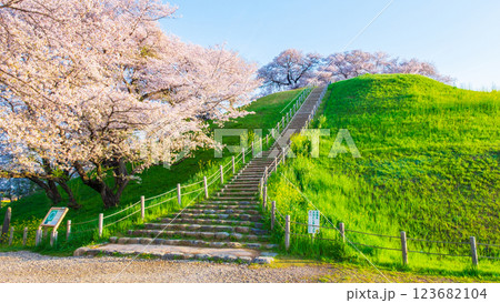 丸墓山古墳の桜（さきたま古墳公園） 123682104