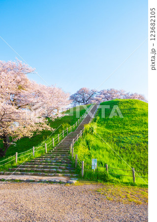 丸墓山古墳の桜（さきたま古墳公園） 123682105