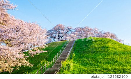 丸墓山古墳の桜（さきたま古墳公園） 123682109