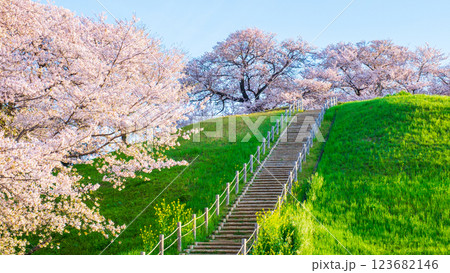 丸墓山古墳の桜（さきたま古墳公園） 123682146