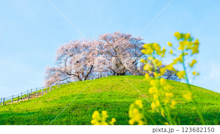 丸墓山古墳の桜(さきたま古墳公園) 丸墓山古墳の桜(さきたま古墳公園) 123682150