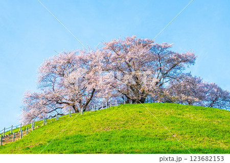 丸墓山古墳の桜(さきたま古墳公園) 丸墓山古墳の桜(さきたま古墳公園) 123682153