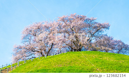 丸墓山古墳の桜(さきたま古墳公園) 丸墓山古墳の桜(さきたま古墳公園) 123682154