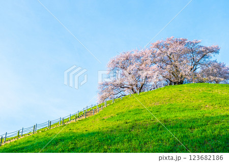 丸墓山古墳の桜（さきたま古墳公園） 123682186