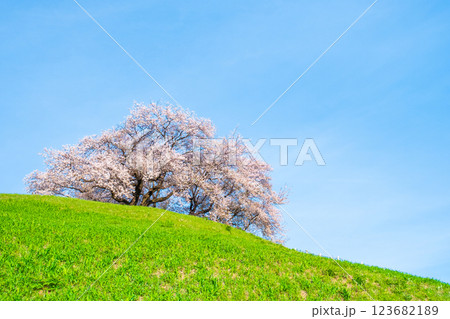 丸墓山古墳の桜(さきたま古墳公園) 丸墓山古墳の桜(さきたま古墳公園) 123682189