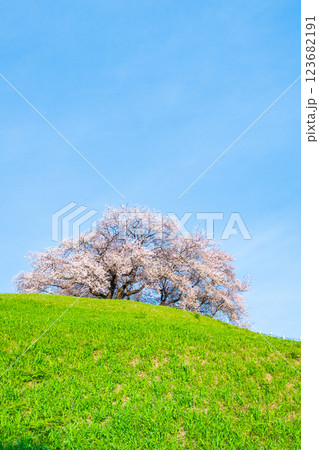 丸墓山古墳の桜（さきたま古墳公園） 123682191