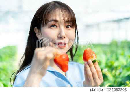 イチゴ狩りをする女性 いちご狩りをする女性 イチゴ狩りをする女性 いちご狩りをする女性 123682208