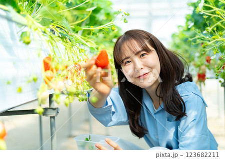 イチゴ狩りをする女性 いちご狩りをする女性 イチゴ狩りをする女性 いちご狩りをする女性 123682211