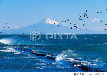 御前崎海岸から見た海鵜の飛翔に富士山 123682334