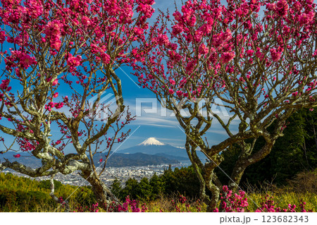 日本平から見た紅梅と富士山 123682343