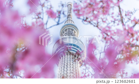 「東京都」東京スカイツリーと河津桜 123682681