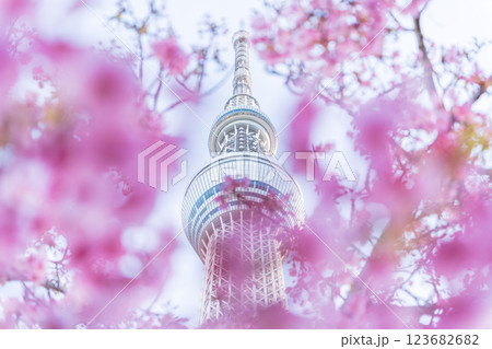 「東京都」東京スカイツリーと河津桜 123682682