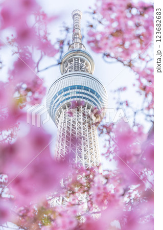 「東京都」東京スカイツリーと河津桜 「東京都」東京スカイツリーと河津桜 123682683