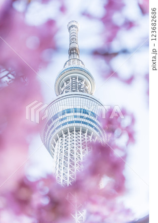 「東京都」東京スカイツリーと河津桜 123682686