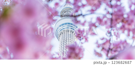 「東京都」東京スカイツリーと河津桜 「東京都」東京スカイツリーと河津桜 123682687