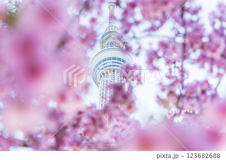 「東京都」東京スカイツリーと河津桜 123682688