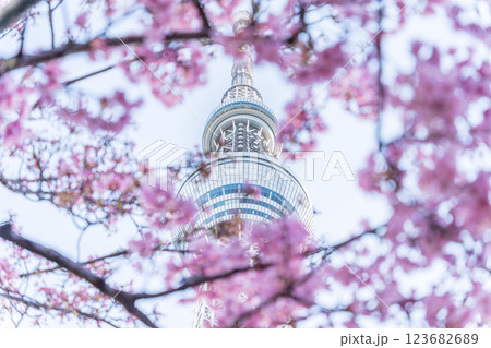 「東京都」東京スカイツリーと河津桜 123682689