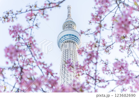 「東京都」東京スカイツリーと河津桜 123682690