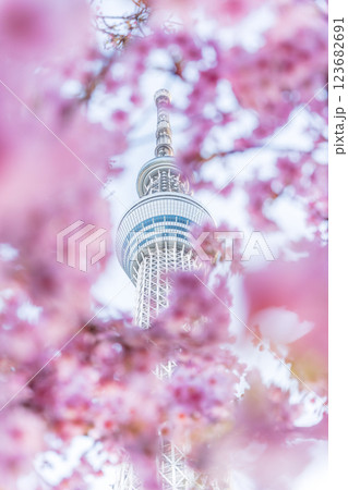 「東京都」東京スカイツリーと河津桜 「東京都」東京スカイツリーと河津桜 123682691