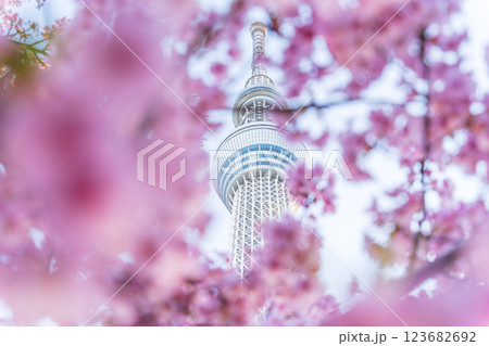 「東京都」東京スカイツリーと河津桜 123682692