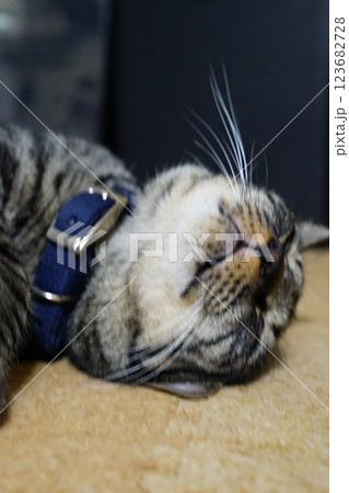 床で寝ている猫 床で寝ている猫 123682728