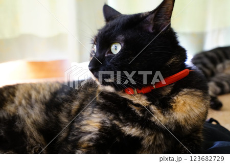 見つめる猫 見つめる猫 123682729