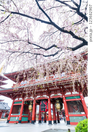 「東京都」浅草寺のしだれ桜と宝蔵門の風景 123682907
