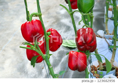 Fresh bell pepper on the tree Fresh bell pepper on the tree 123682956