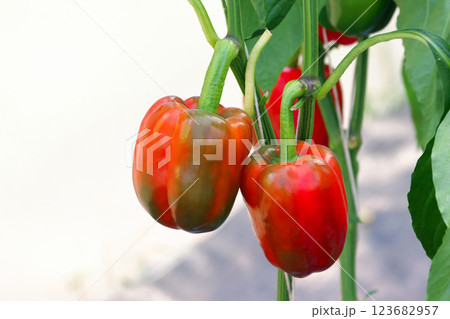 Closeup raw bell pepper on the tree Closeup raw bell pepper on the tree 123682957