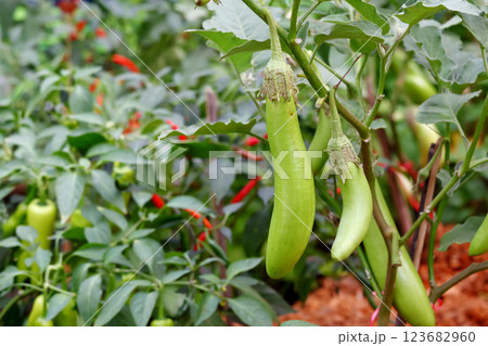 Long eggplant on the tree 123682960