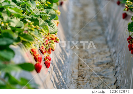 【神奈川県】ビニールハウスで栽培されているいちご狩りイメージ 123682972