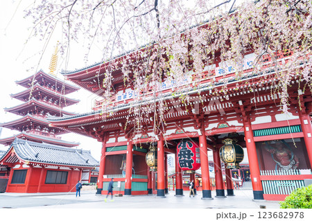 「東京都」浅草寺 しだれ桜の風景 「東京都」浅草寺 しだれ桜の風景 123682978