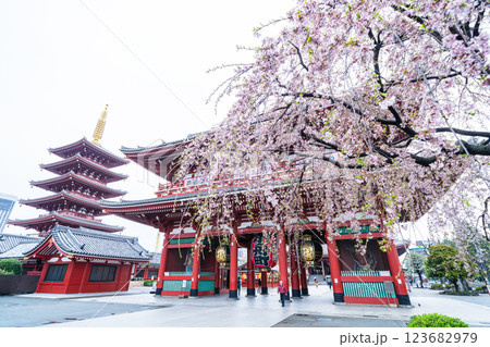 「東京都」浅草寺　しだれ桜の風景 123682979