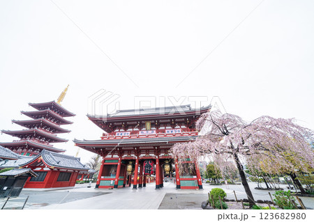 「東京都」浅草寺 しだれ桜の風景 「東京都」浅草寺 しだれ桜の風景 123682980