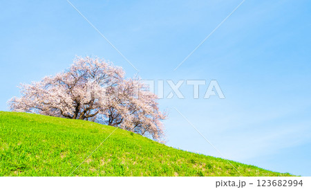丸墓山古墳の桜（さきたま古墳公園） 123682994