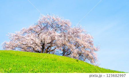 丸墓山古墳の桜(さきたま古墳公園) 丸墓山古墳の桜(さきたま古墳公園) 123682997