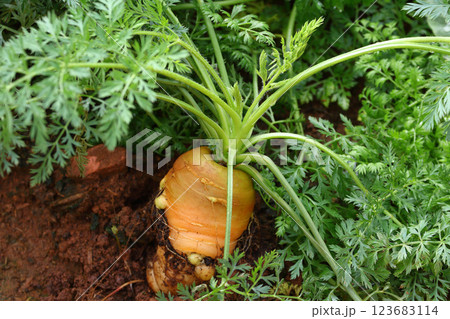 Fresh carrot in the backyard 123683114