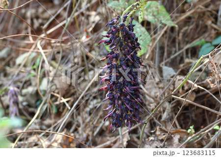Velvet bean (Mucuna pruriens) flower 123683115