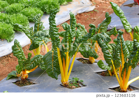 Swiss chard yellow stem 123683116