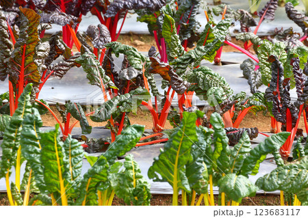 Mix color Swiss chard 123683117