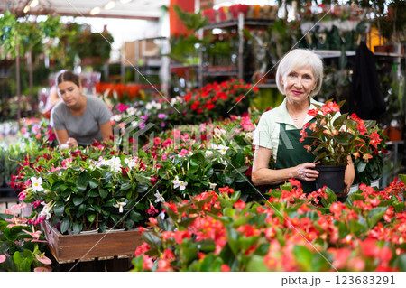 Female flower market seller demonstrates potted flowers begonia big 123683291