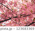春の訪れを告げる河津桜 123683369