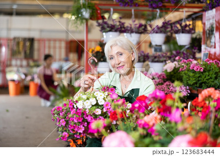 Elderly saleswoman arranging pots of blooming petunias in flower shop Elderly saleswoman arranging pots of blooming petunias in flower shop 123683444