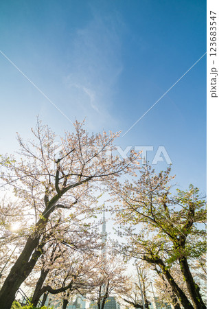 「東京都」隅田公園　春の風景 123683547