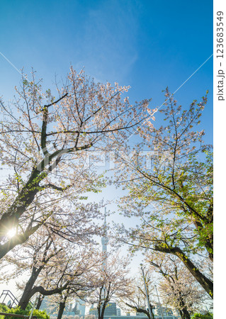 「東京都」隅田公園 春の風景 「東京都」隅田公園 春の風景 123683549