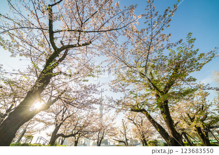 「東京都」隅田公園　春の風景 123683550