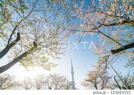 「東京都」隅田公園 春の風景 「東京都」隅田公園 春の風景 123683555