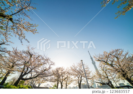 「東京都」隅田公園　春の風景 123683557
